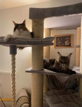 Pumpkin e Diego, i due gatti della storia, sul loro tiragraffi